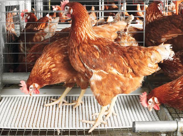 How to Start Poultry Farming in Nigeria