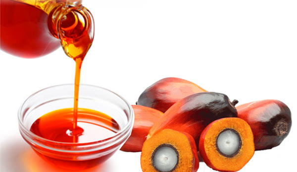 Palm Oil Business In Nigeria