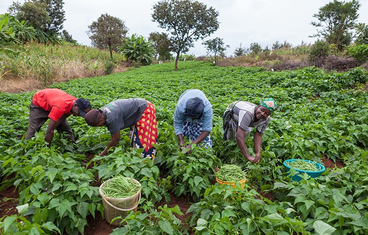 smallholder farmers