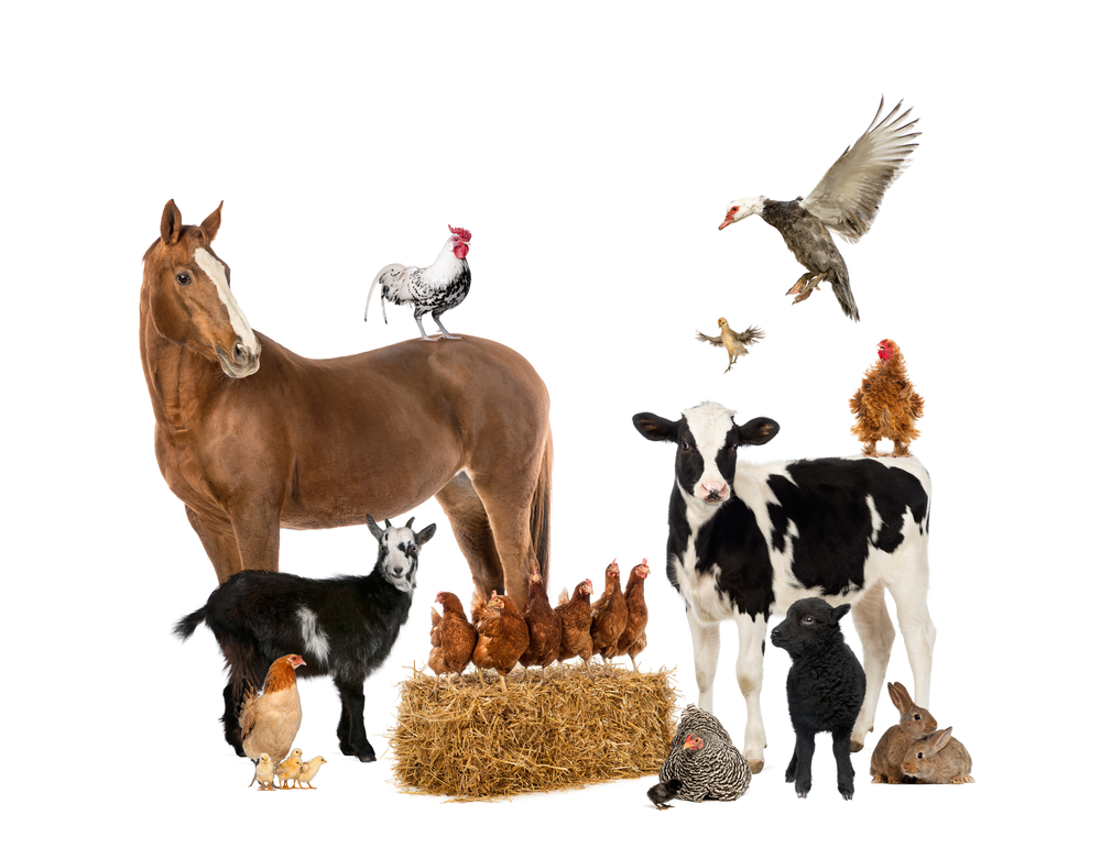 livestock businesses