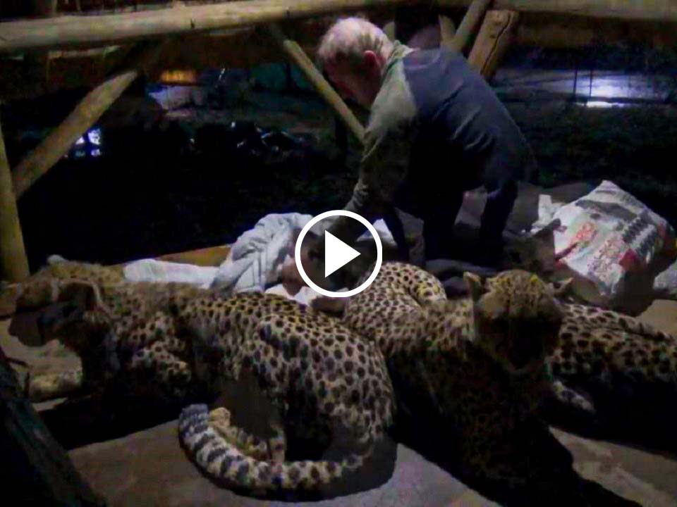 Watch Video of a Man Sleeping with Group of Cheetahs in South Africa