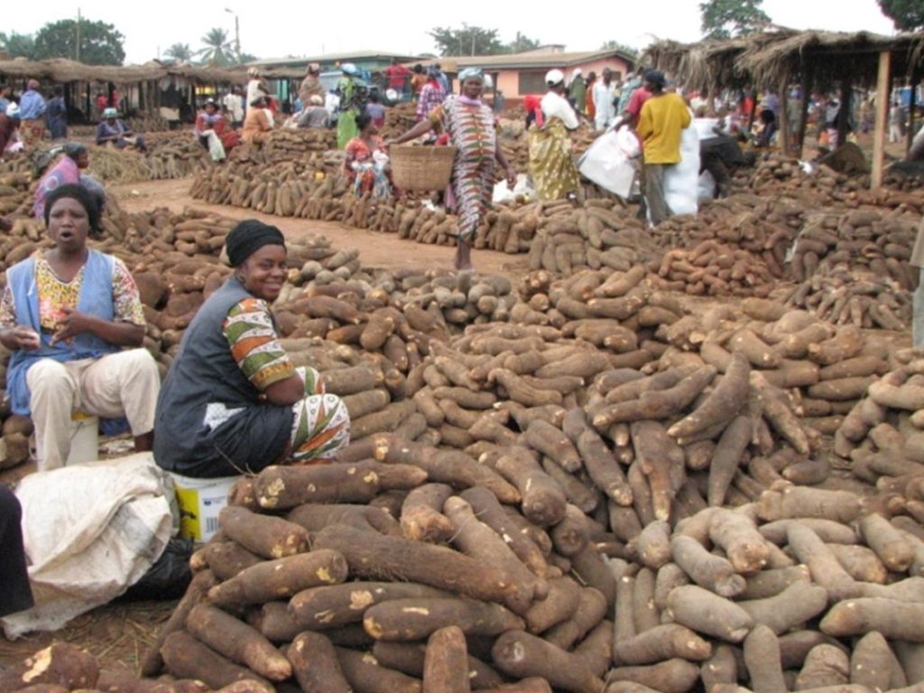 Largest Yam Producing States In Nigeria